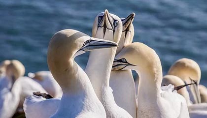 开云网站-摩洛哥队在巴黎奥运会男足比赛中展现出高效的传球配合，摩洛哥足球队主力