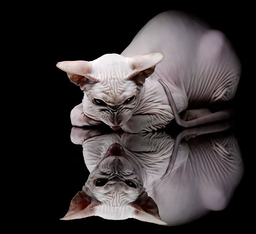 《T1战队疫情期间保持严格训练，迎接下一季度挑战》，t1战队现在强不强